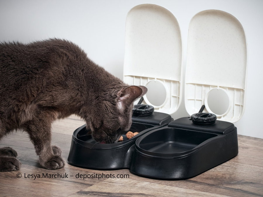 Der beste Futterautomat fr Katzen 2026 - Vergleich & Tipps