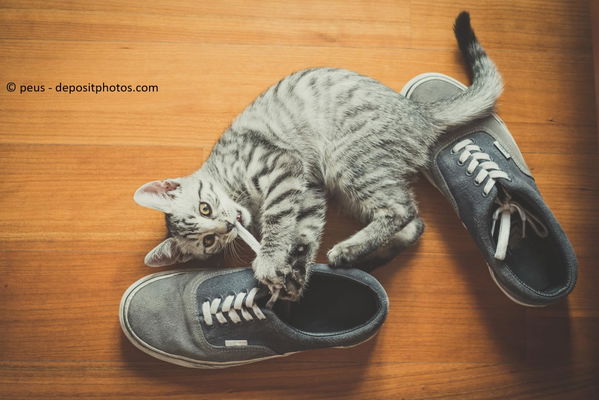 Deine Katze pinkelt auf Sachen, die auf dem Boden liegen? 5 Tipps und Ursachen