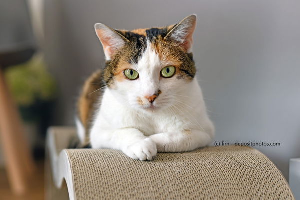 Kaufratgeber: Das beste Kratzbrett für deine Katze – platzsparende Kratzmöglichkeit