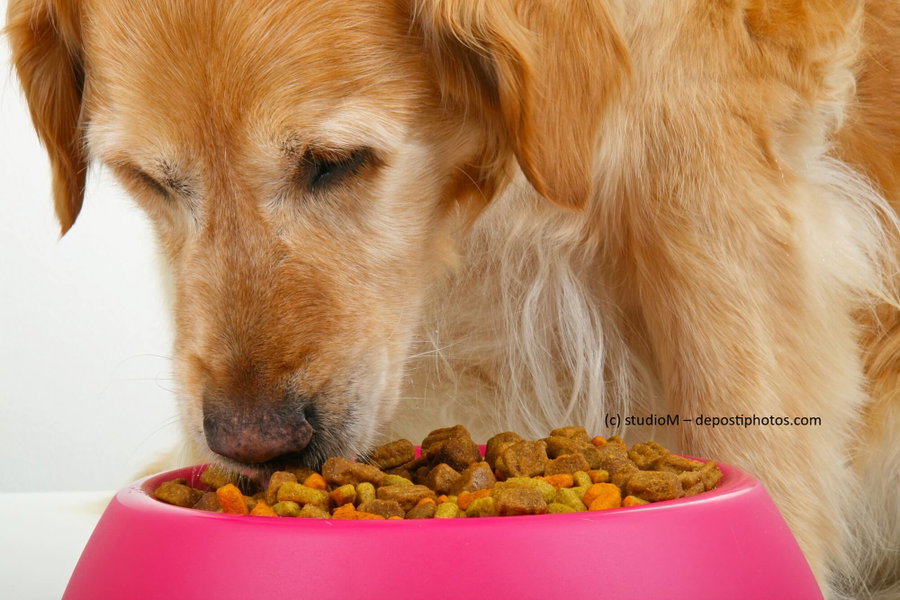 Hundefutter kaufen: Worauf muss ich achten?