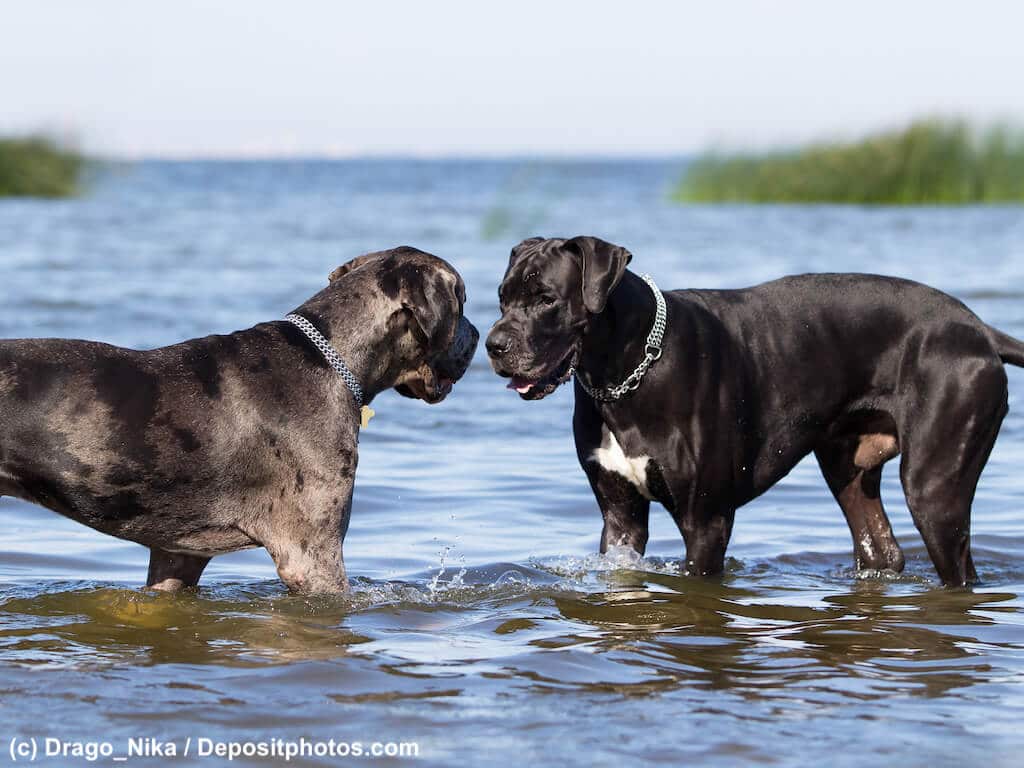 Deutsche Doggen Hunde Begegnung