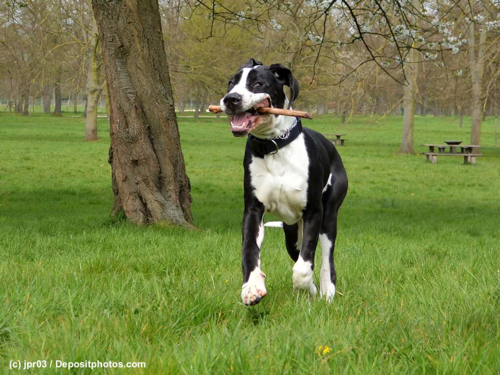 Apportieren mit Deutscher Dogge