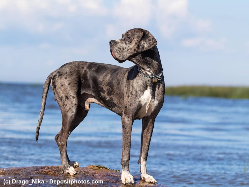 Deutsche Dogge