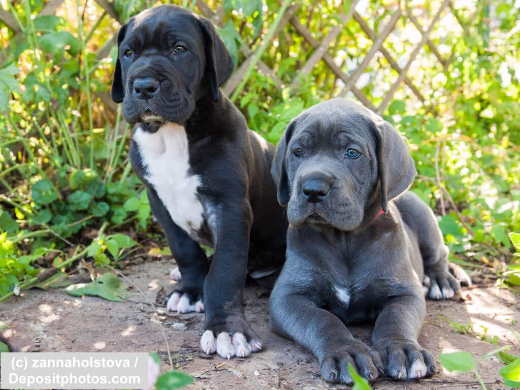 graue Deutsche Doggen Welpen