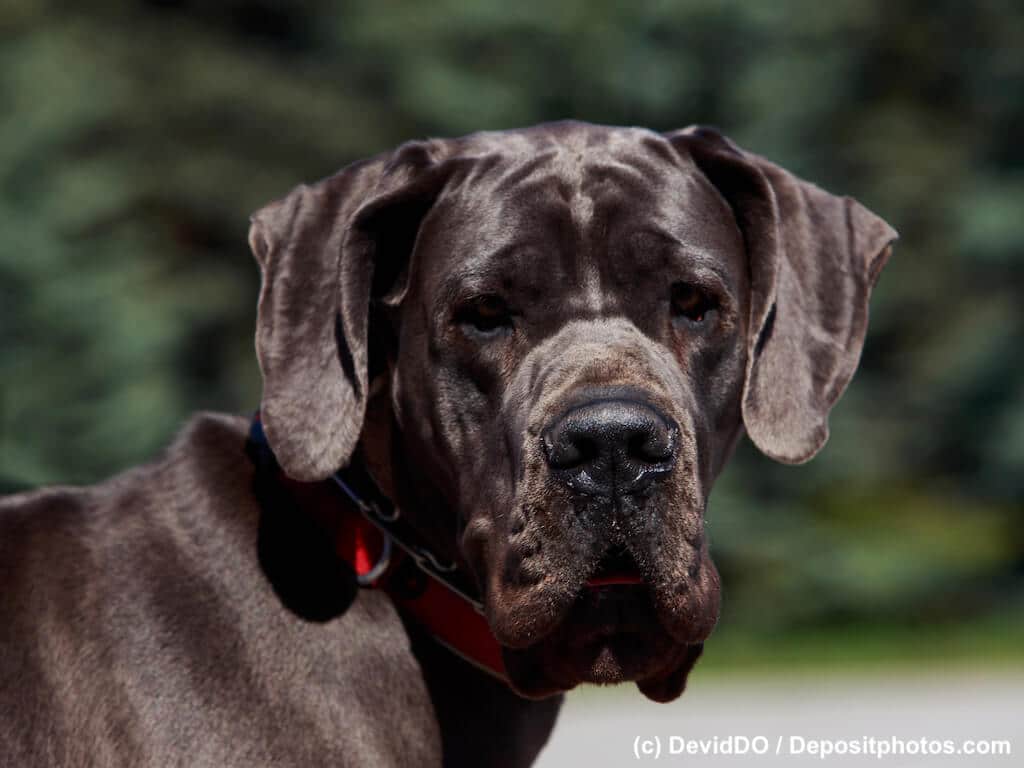 Deutsche Dogge Porträt