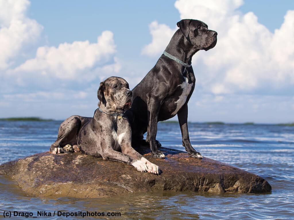 Deutsche Doggen informationen über die Riesen der Hundewelt