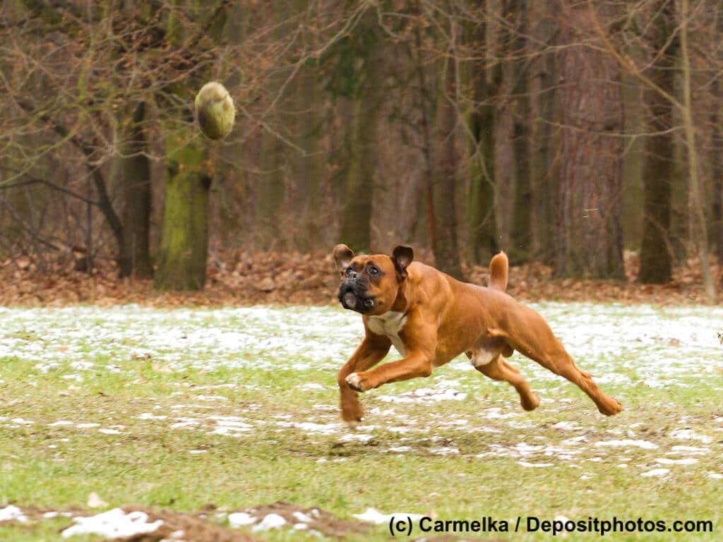 Boxer spielt Ball
