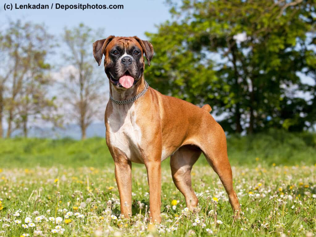 Boxer als aufmerksamer Begleiter