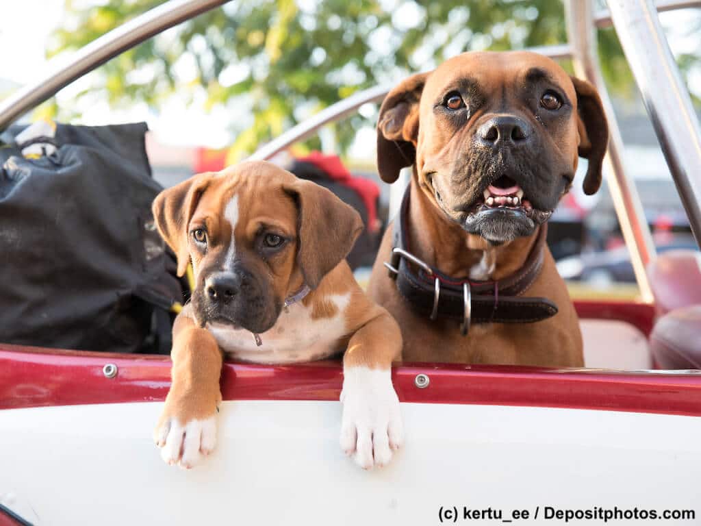 Boxer fahren Auto