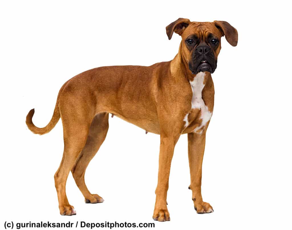 Boxer