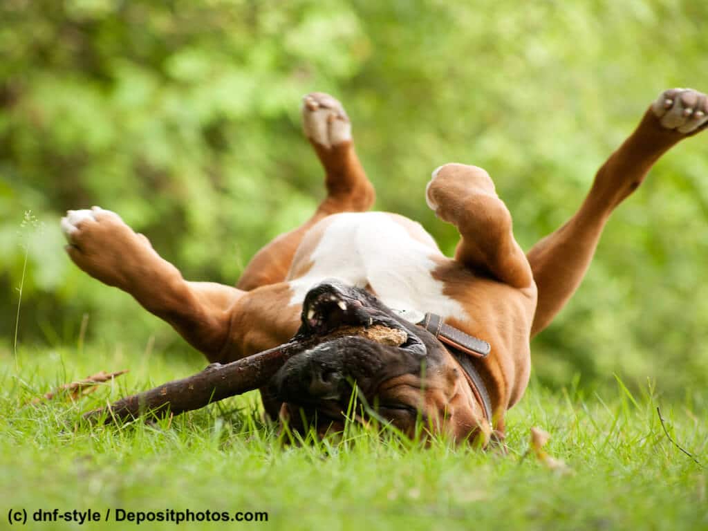 Boxer Hund spielt