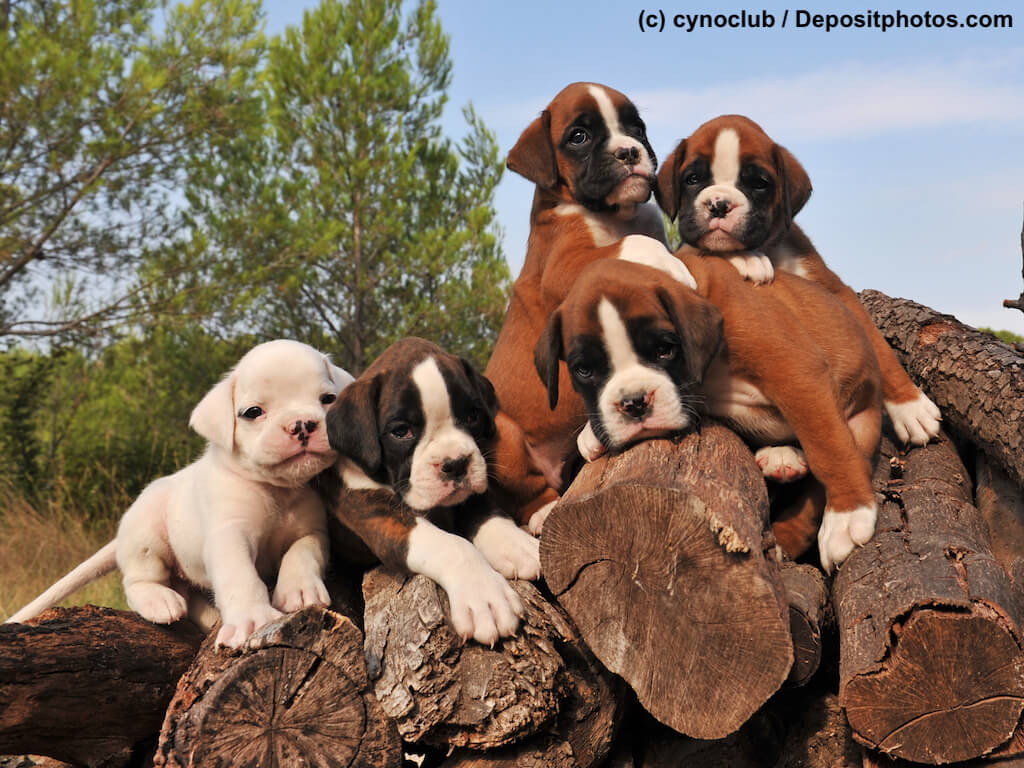 5 Boxer Welpen
