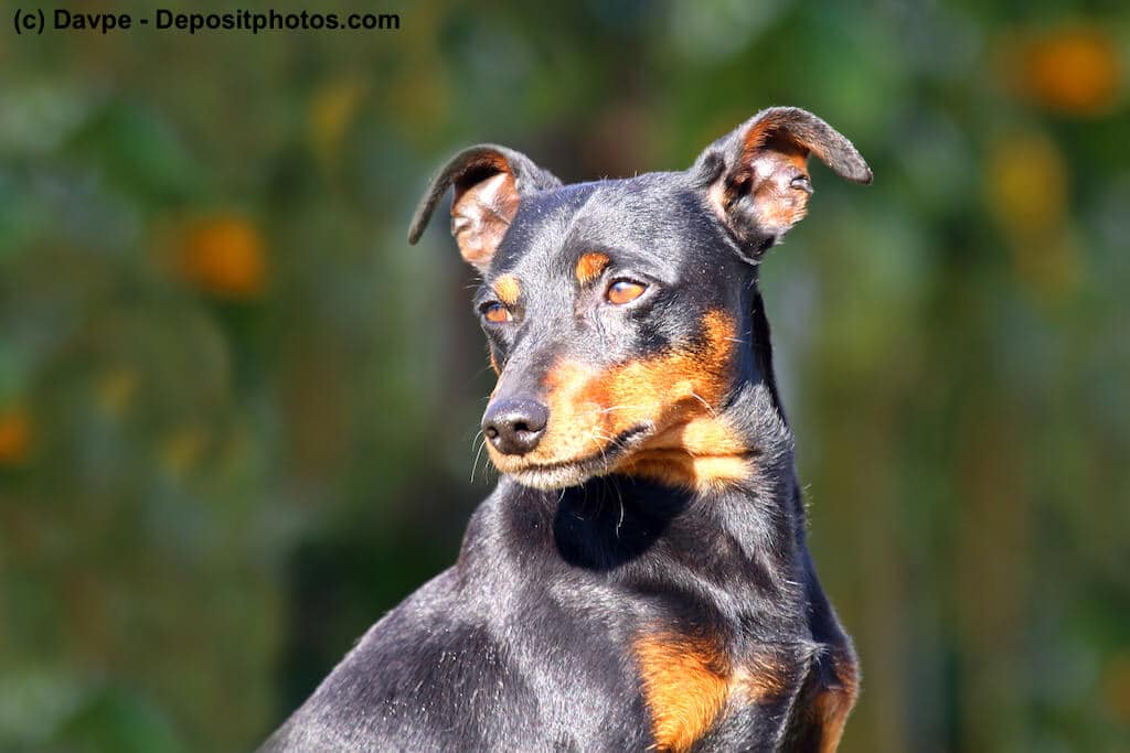 Deutscher Pinscher outdoor.