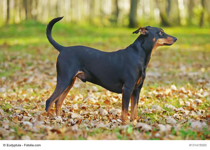 Deutscher Pinscher Steckbrief