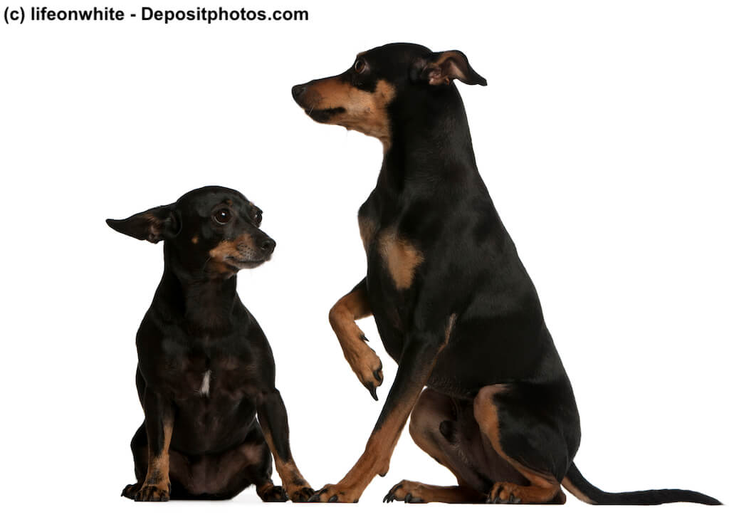 Zwergpinscher und Deutscher Pinscher