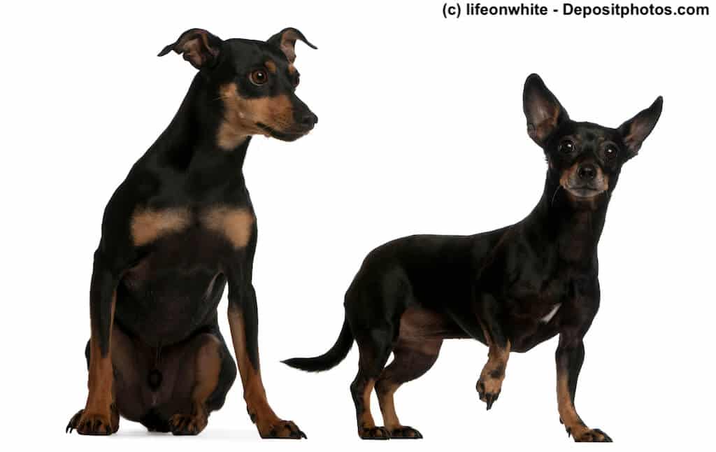 Stehender 7jähriger Zwergpinscher mit einem sitzenden vierjährigen Deutschen Pinscher