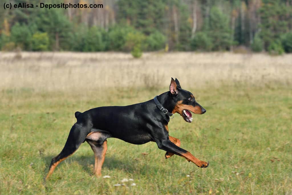 Kupierter Deutscher Pinscher rennend auf einer Wiese