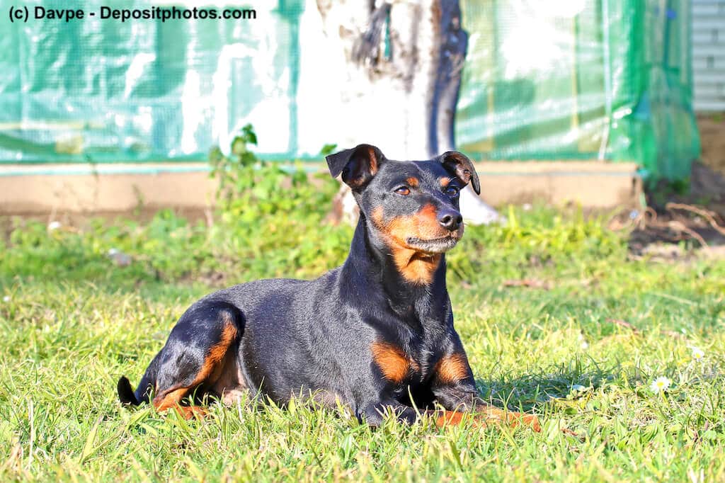 Deutscher Pinscher liegend auf einer Wiese