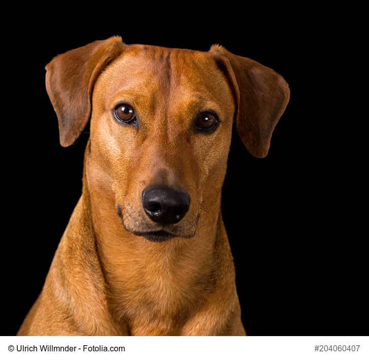 Reinrassiger rotbrauner Deutscher Pinscher