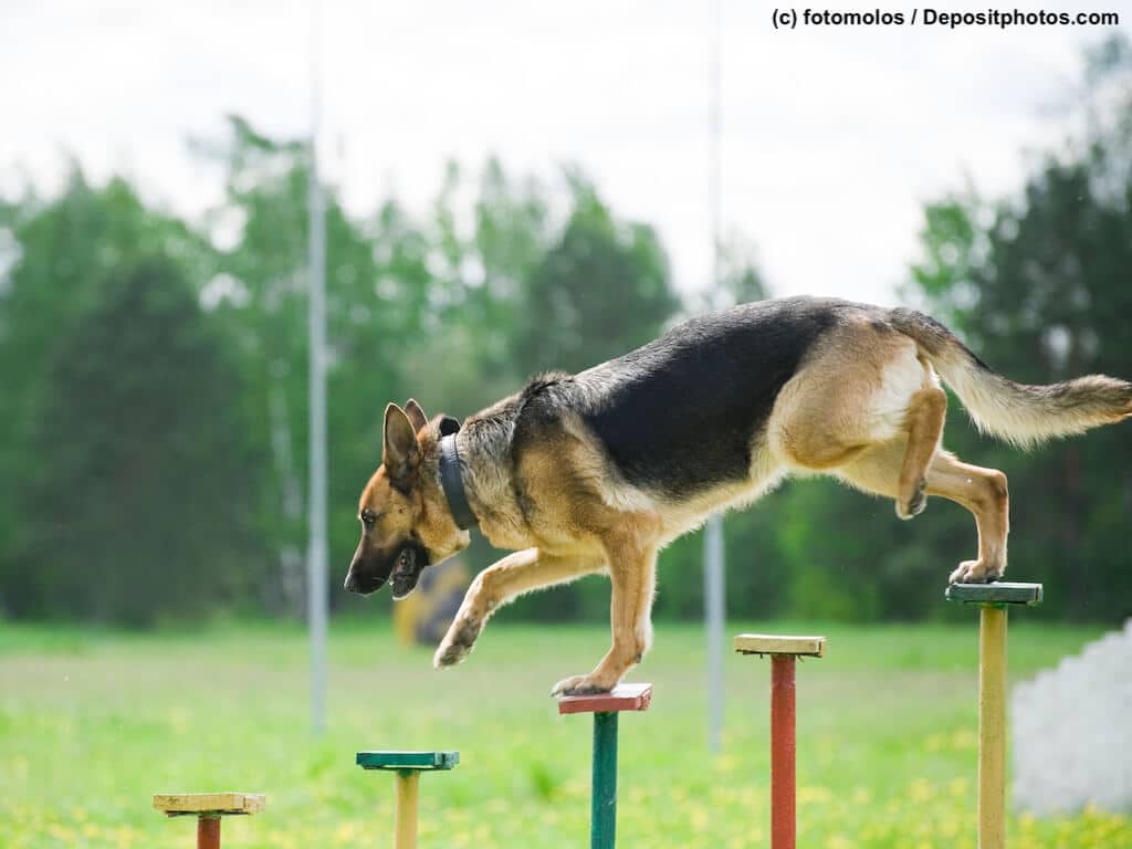 Deutscher Schäferhund absolviert eine Begleithundeprüfung