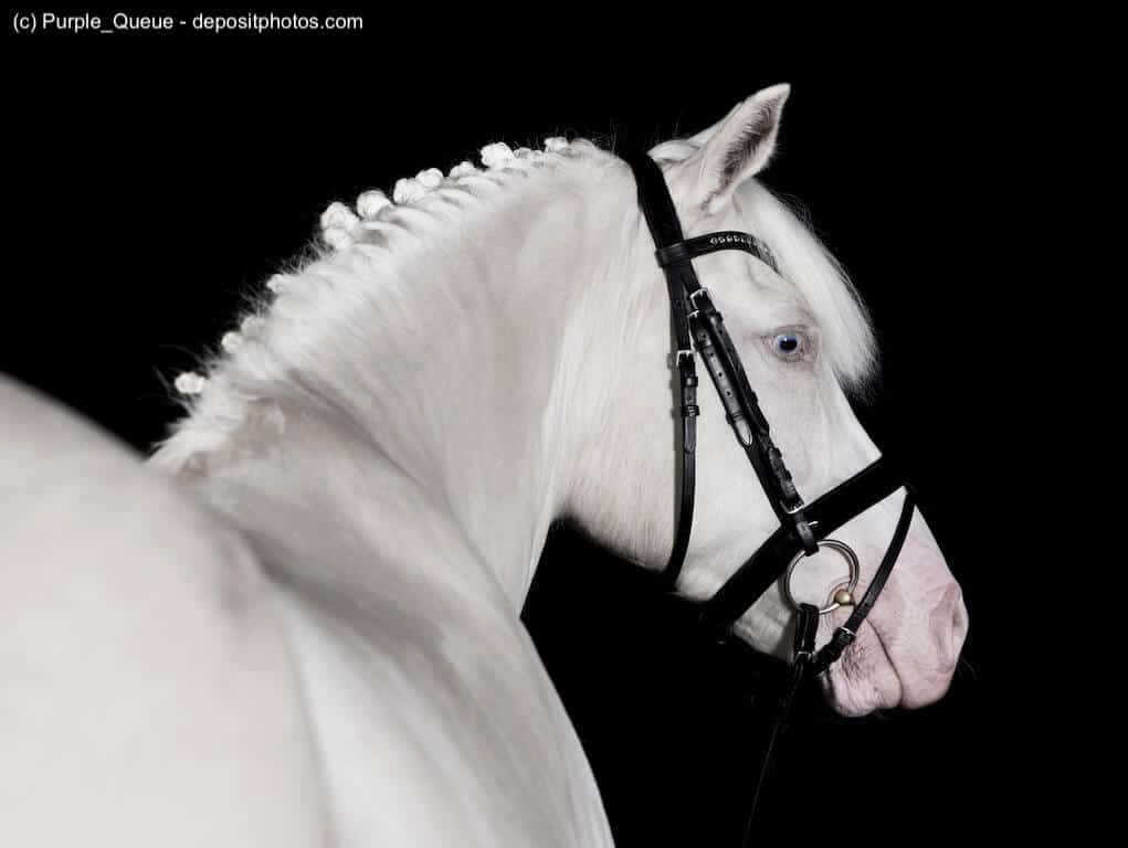 Weißes deutsches Reitpony