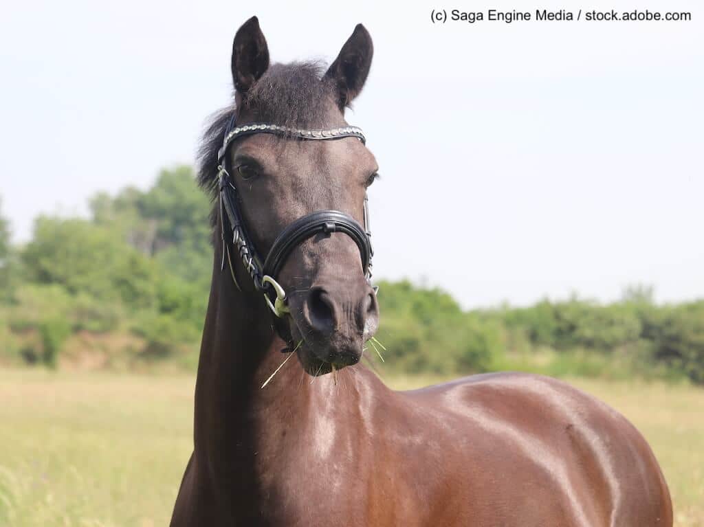 Deutsches Reitpony