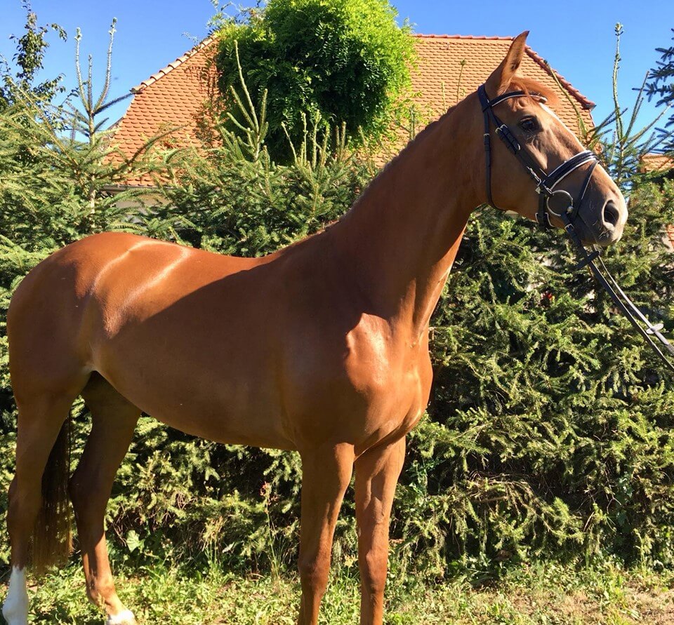 Deutsches Sportpferd