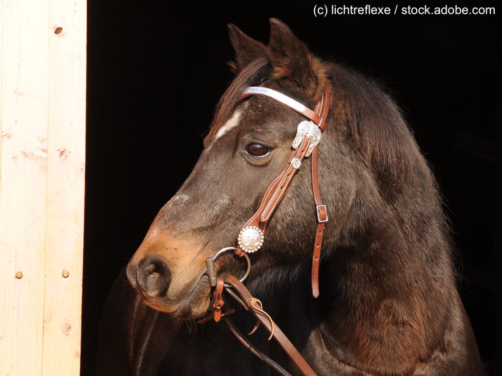 Deutsches Reitpony Kopf Portrait
