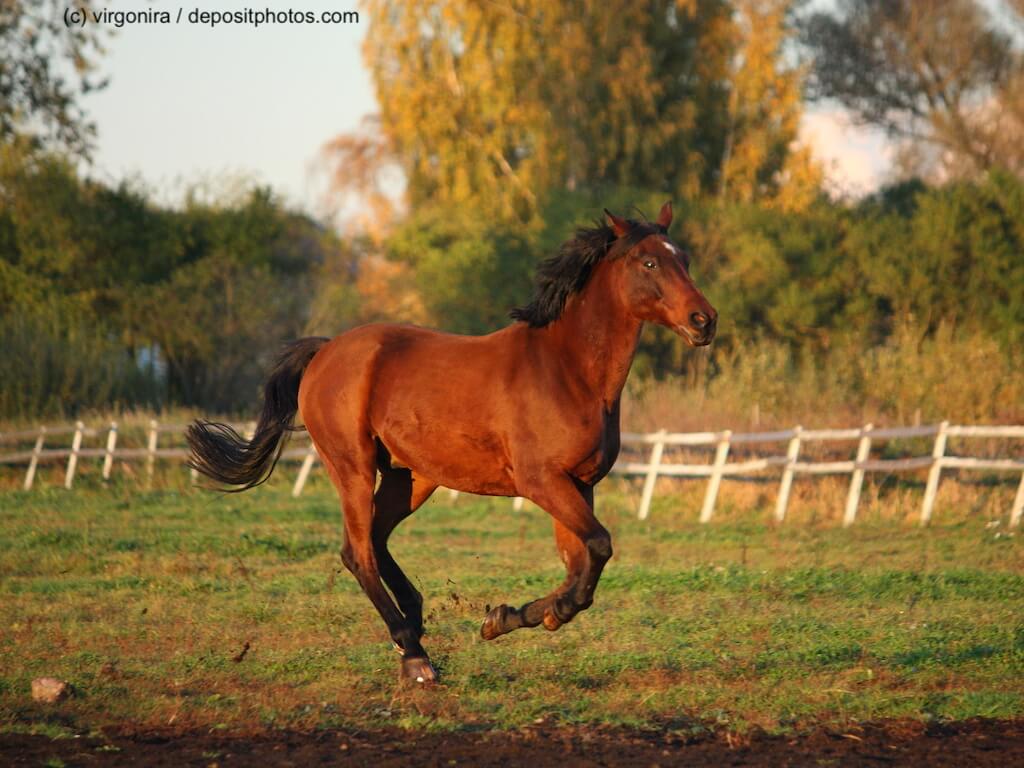 Braunes deutsches Reitpony im Galopp
