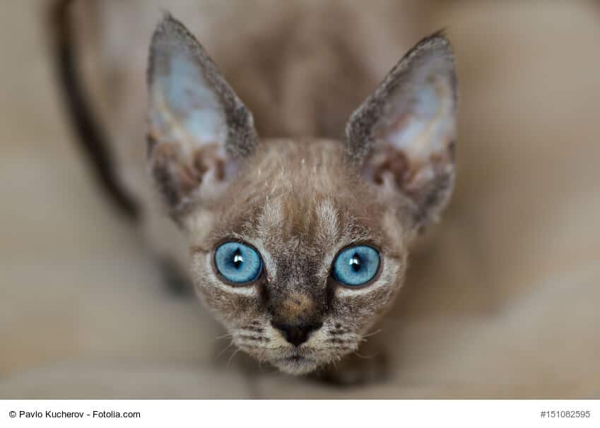 Devon Rex Nahaufnahme