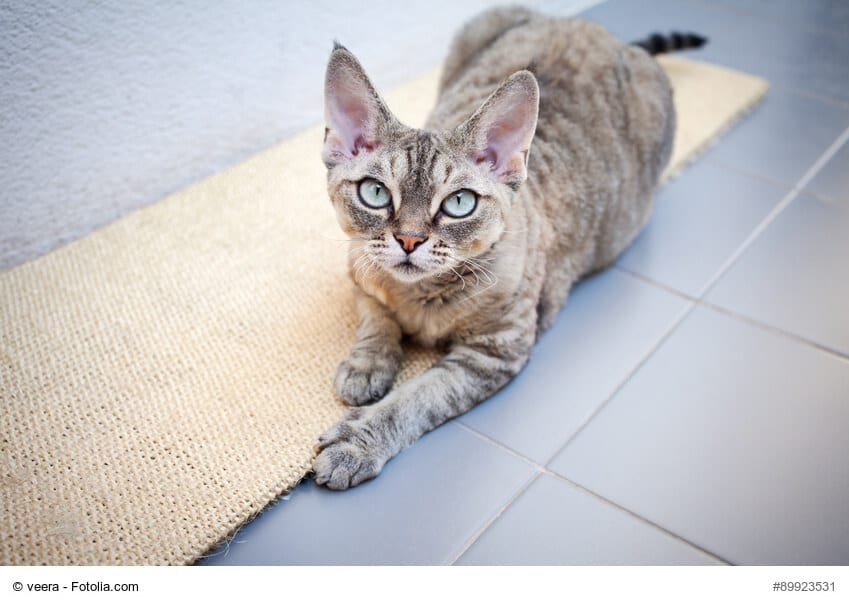 Devon Rex
