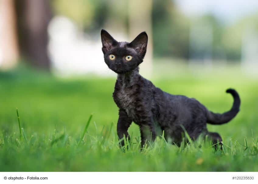 Devon Rex Kitte in schwarz