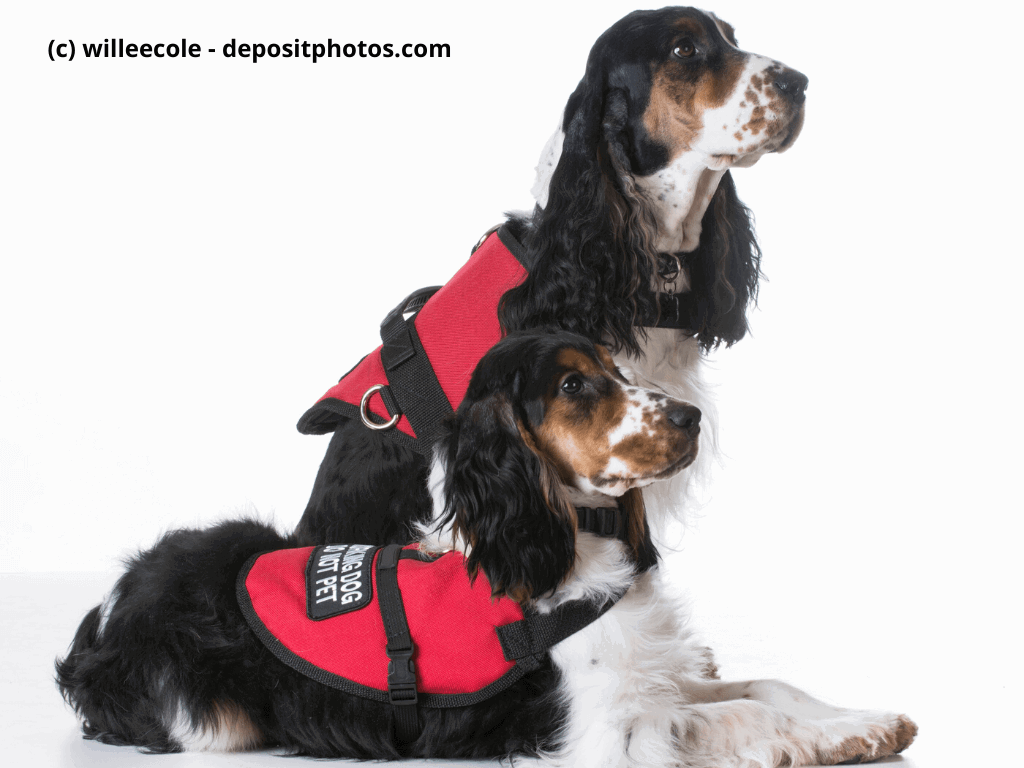 Zwei Spaniels mit Dienstkleidung