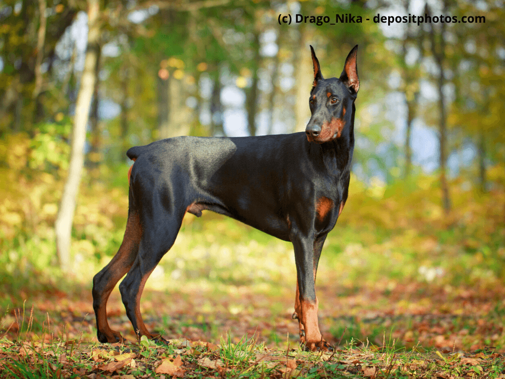 Dobermann