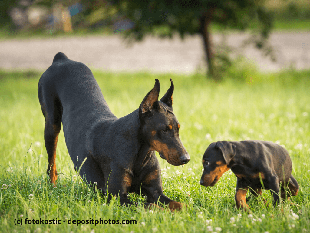Dobermann und Welpe spielen auf Rasen. Beschriftung lautet: Welpen haben eine andere normale Körpertemperatur als erwachsene Hunde.