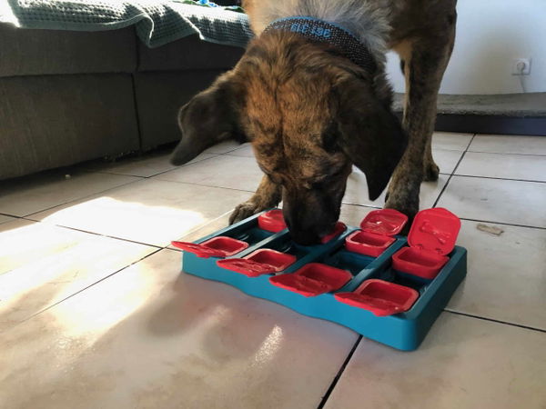 Der DOG BRICK von Nina Ottosson by Outward Hound im Test