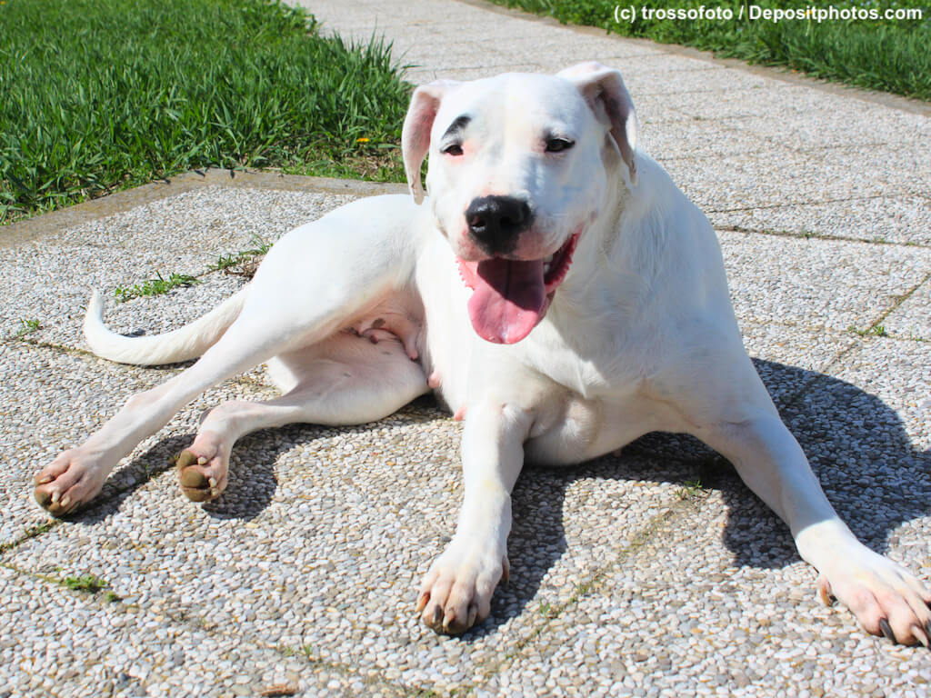 Dogo Argentino liegt hecheln auf einem Pflasterweg.