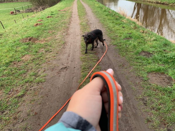 Die Schleppleine DogsCreek Adventure im Test