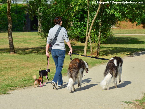 Berufe mit Tieren: Was ist ein Dogsitter?