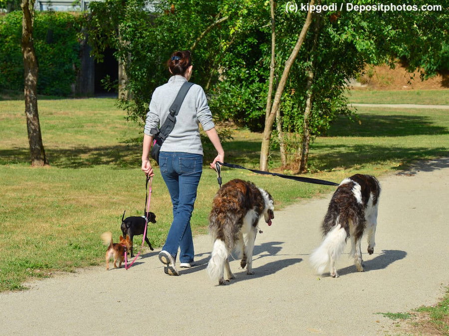 Berufe mit Tieren: Was ist ein Dogsitter?