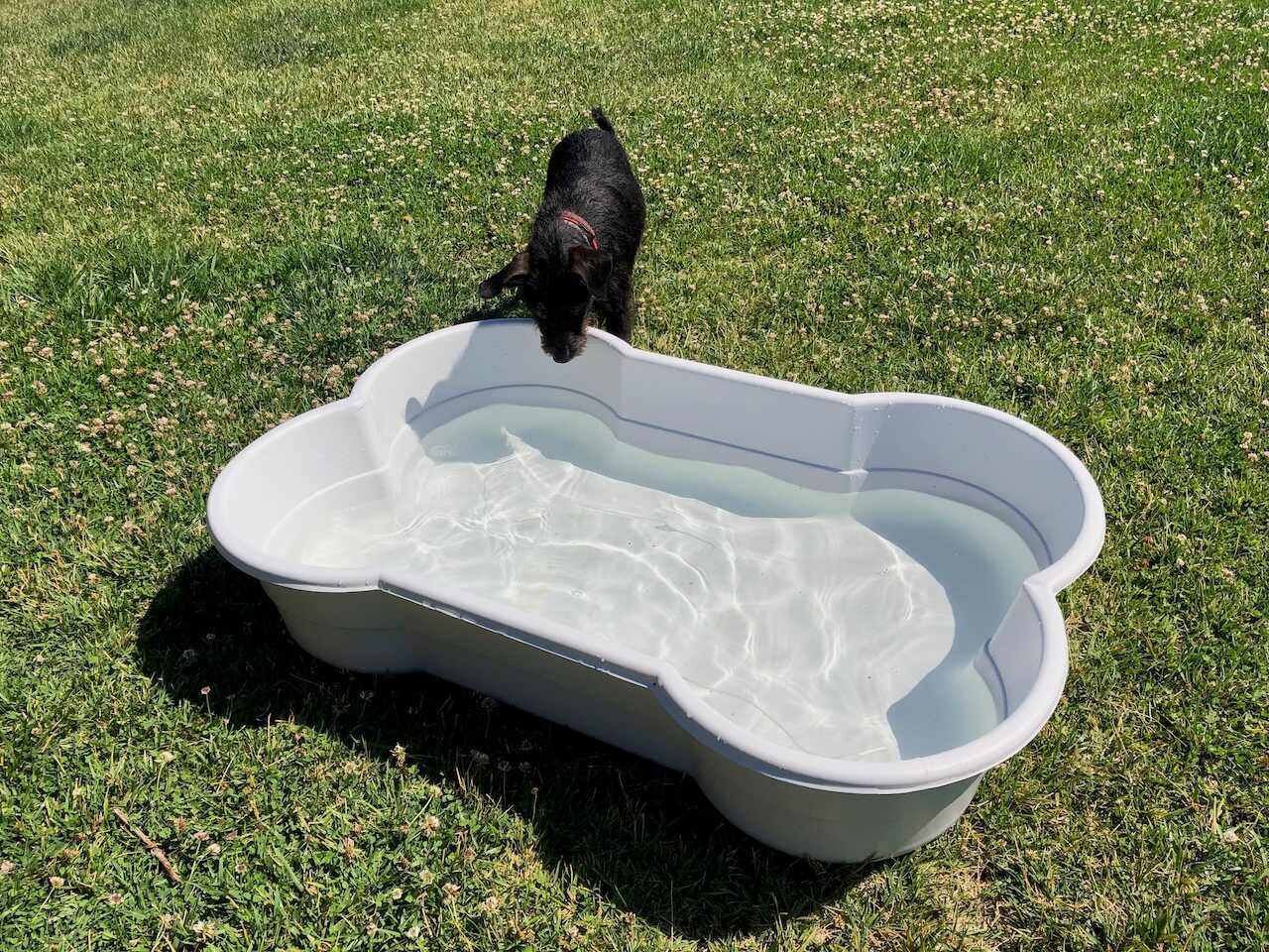Den knochenförmigen Hundepool von DogsLand stellst du einfach hin und füllst ihn mit Wasser.