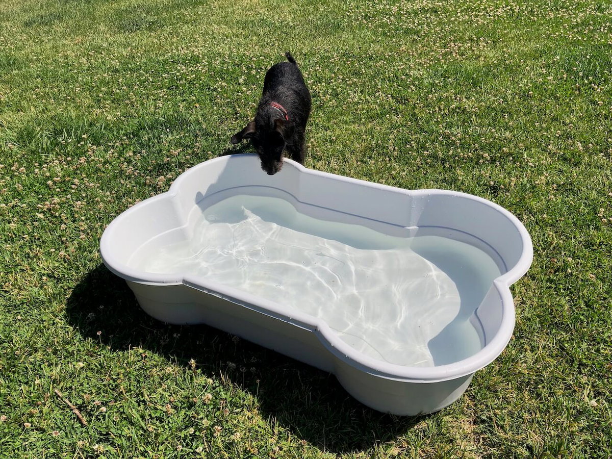 Den knochenförmigen Hundepool von DogsLand stellst du einfach hin und füllst ihn mit Wasser.