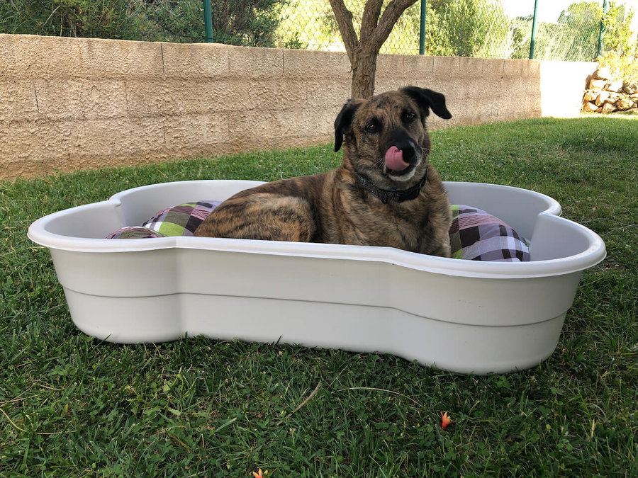 Kaufratgeber: Das beste Hundebett XXL