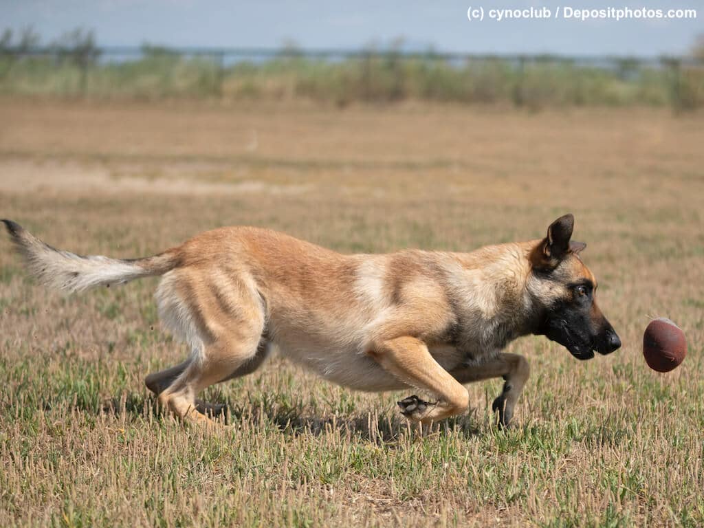 Malinois jagt braunen Ball auf Wiese.
