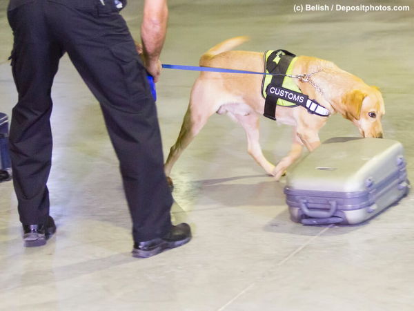 Drogenspürhunde – die Super-Schnüffler