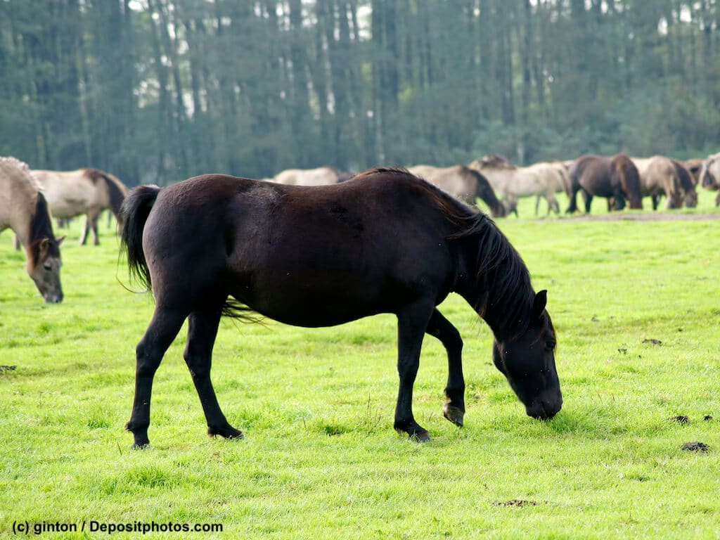 Dunkler Hengst Duelmener Wildpferd