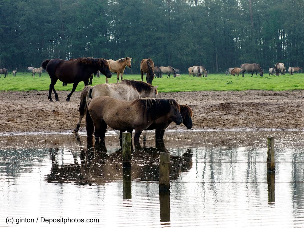 Duelmener Wildpferd Herde im Wasser