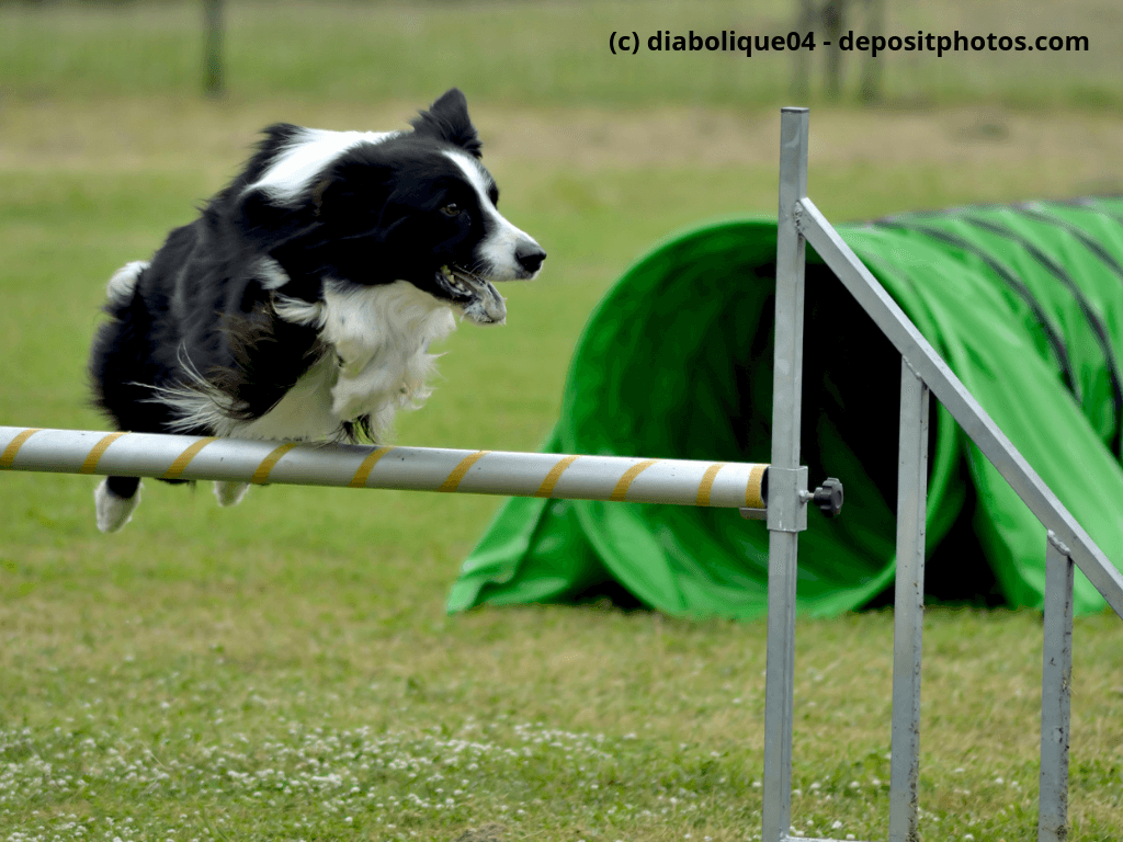 Ein Border-Collie während einer Agilty-Dog Show
