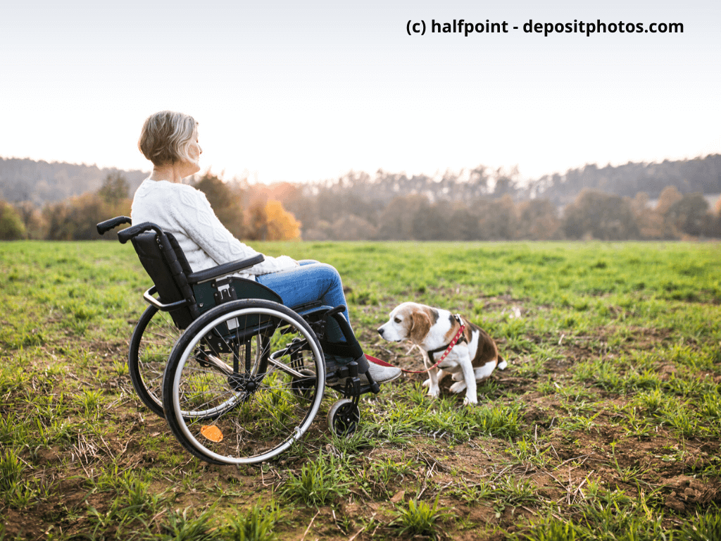 Eine Seniorin im Rollstuhl mit LPF-Assistenzhund auf herbstlicher Wiese