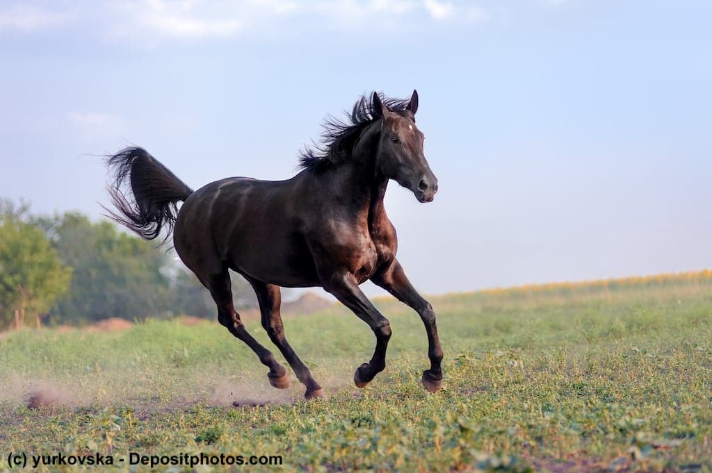 Bild eines braunes Vollbluts (Ardenner) im Galopp